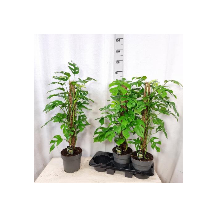 <h4>Monstera Minima 19Ø 85cm</h4>