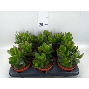 Crassula  'Magical Tree'