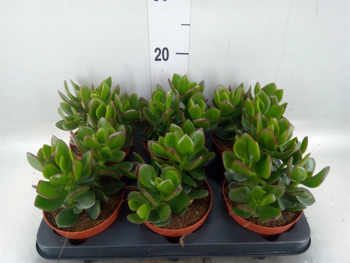 <h4>Crassula  'Magical Tree'</h4>