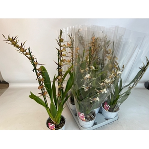 BRASSIA SUMMER DREAM