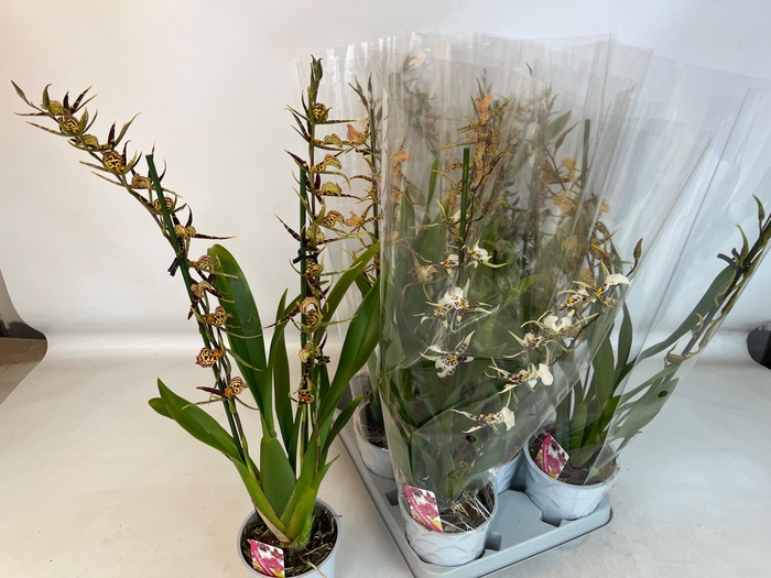 <h4>BRASSIA SUMMER DREAM</h4>