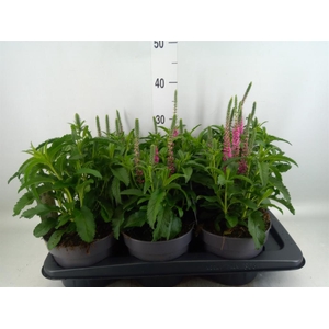 Veronica spicata 'Anniversary Rose'