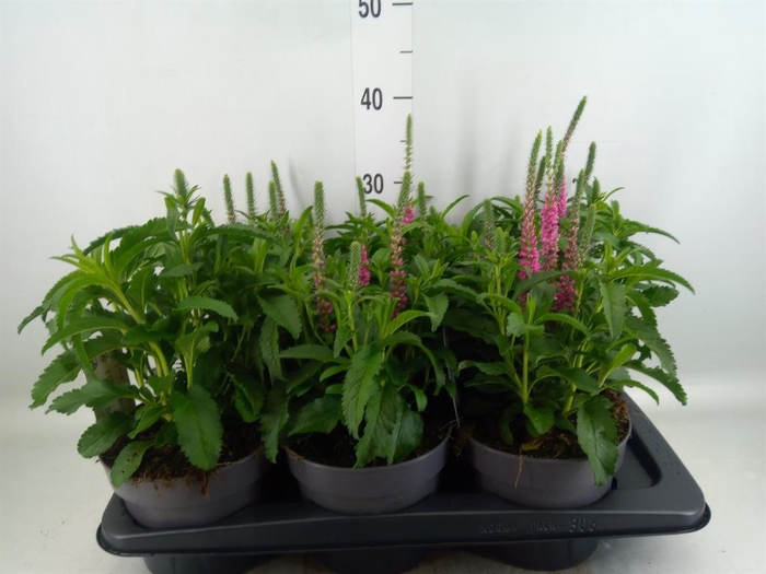 <h4>Veronica spicata 'Anniversary Rose'</h4>