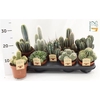 Cactus Gem