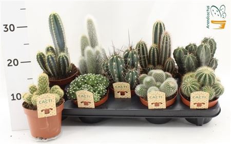 Cactus Gem