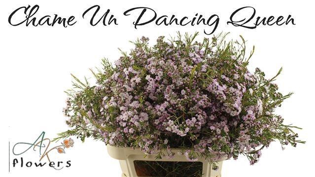 <h4>CHAME UN DANC QUEEN</h4>