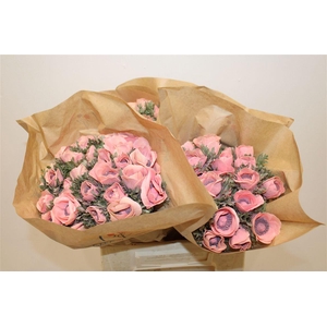 Anem Marianne Powder Salmon