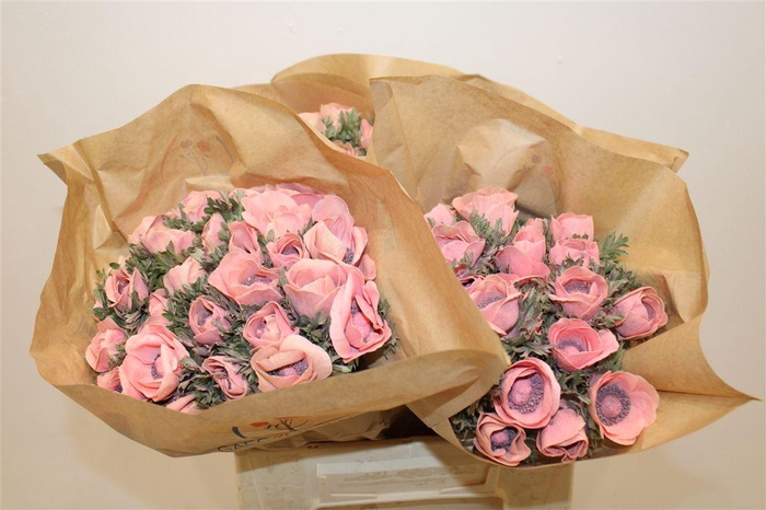 <h4>Anem Marianne Powder Salmon</h4>