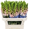 Antirrhinum Avignon Pink