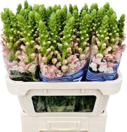 Antirrhinum Avignon Pink