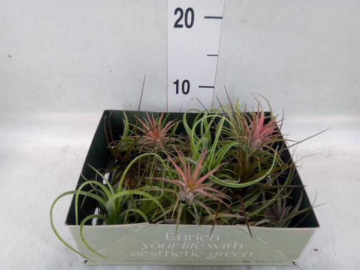<h4>Tillandsia</h4>