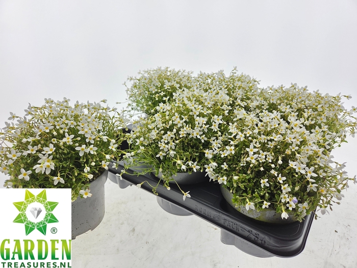 <h4>HOUST CAERULEA</h4>