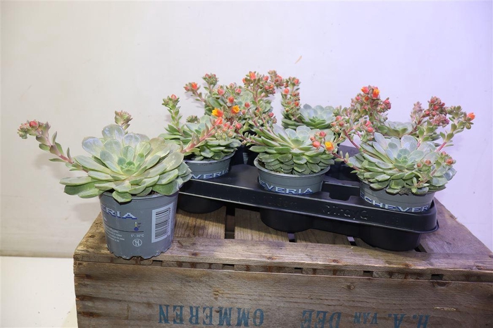 <h4>Echev Dondo</h4>