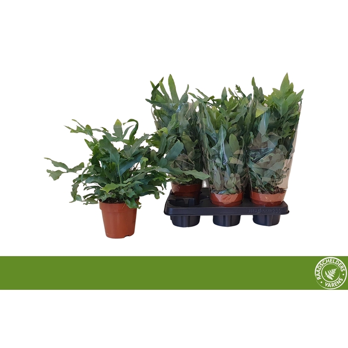 <h4>PHLEBO A BLUE STAR</h4>