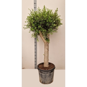 OLEA EUROPAEA