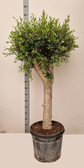 <h4>OLEA EUROPAEA</h4>