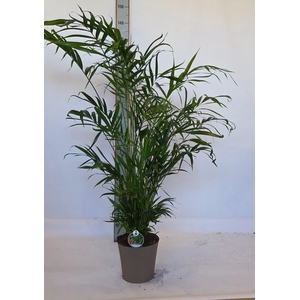 CHAMAED CATARACTARUM