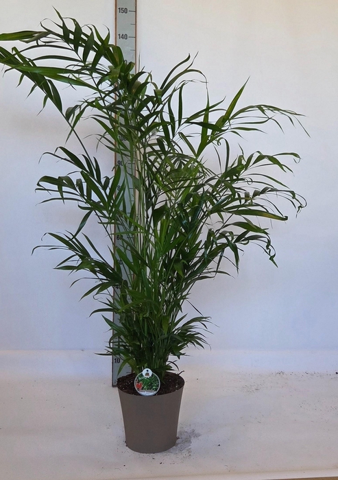 <h4>CHAMAED CATARACTARUM</h4>