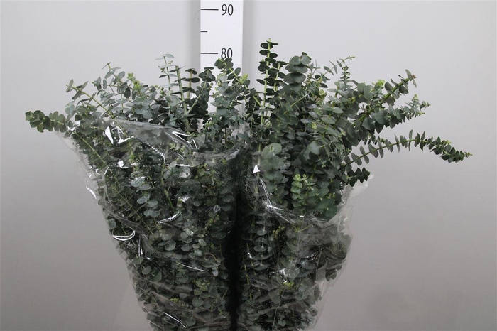 <h4>Euc Baby Blue Per Bunch</h4>