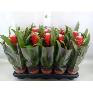 Guzmania  'Hope'