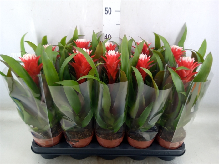 <h4>Guzmania  'Hope'</h4>