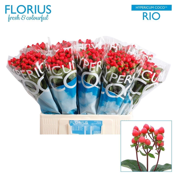 <h4>Hyp Coco Rio</h4>