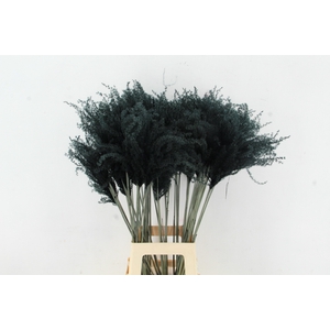 DF Miscanthus 90cm Black