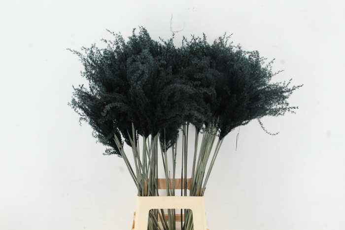 <h4>DF Miscanthus 90cm Black</h4>