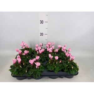 Cyclamen KL 'Verano Victoria'