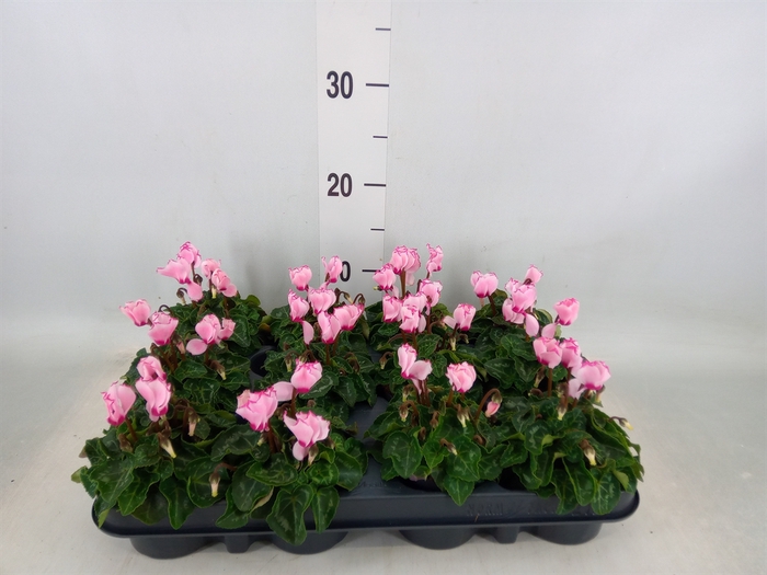 <h4>Cyclamen KL 'Verano Victoria'</h4>