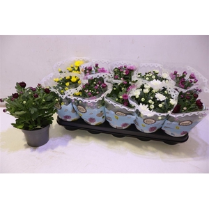 arr8 Chrys Gevuldbl Gem