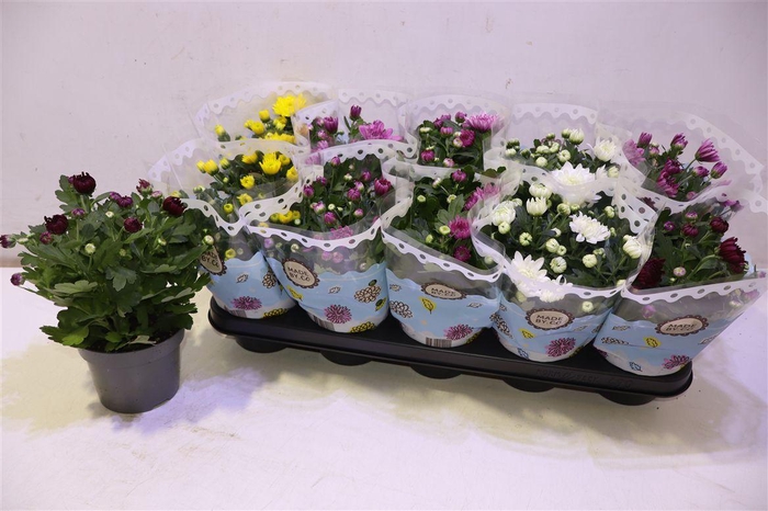 <h4>arr8 Chrys Gevuldbl Gem</h4>