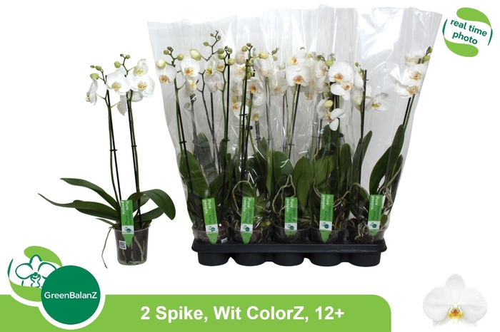 <h4>PHAL OV WIT</h4>