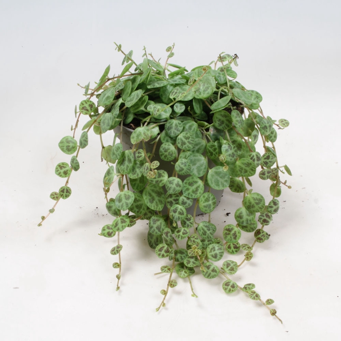 PEPEROMIA PROSTRATA p9