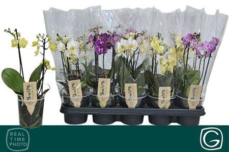 <h4>Phal Mf Gem 4 Kl</h4>