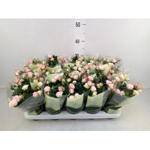 Rosa  'Carousel Kordana'