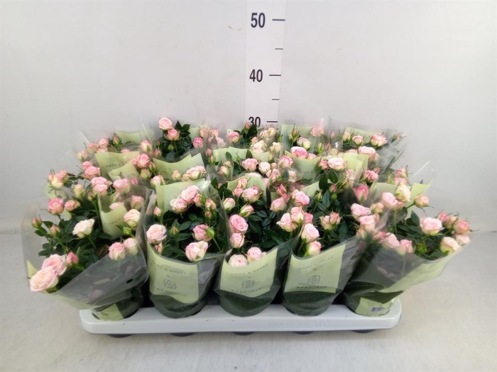 <h4>Rosa 'Carousel Kordana'</h4>