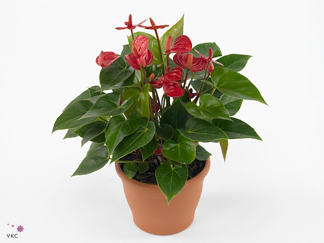 Anthurium andr. 'Karma Red'