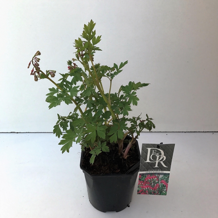 <h4>Dicentra spectabilis</h4>