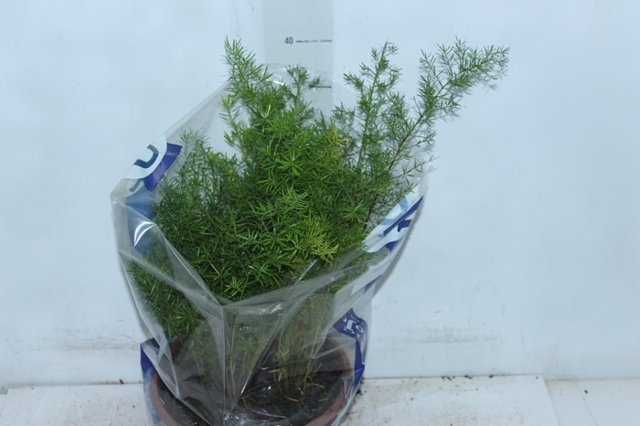 <h4>ASPARGO ALFINETE C21</h4>