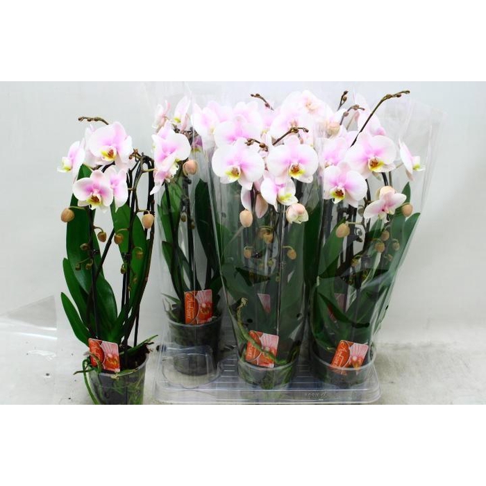 <h4>PHAL EL CASCADE</h4>
