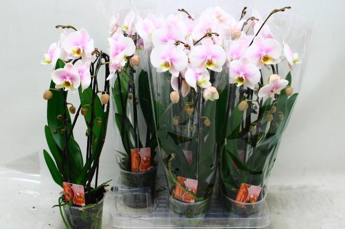 PHAL EL CASCADE