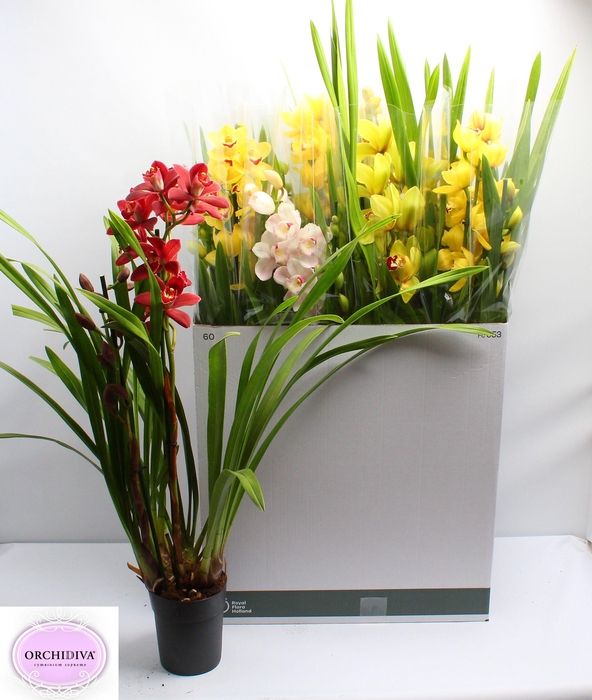 <h4>CYMB GEMENGD</h4>