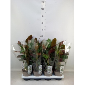 Ctenanthe setosa 'Compactstar'