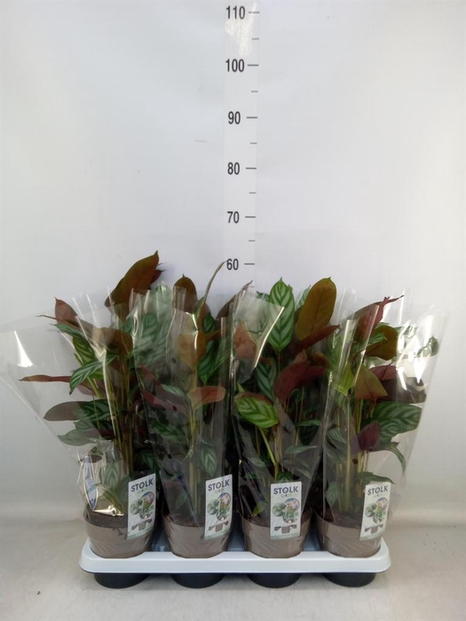 Ctenanthe setosa 'Compactstar'