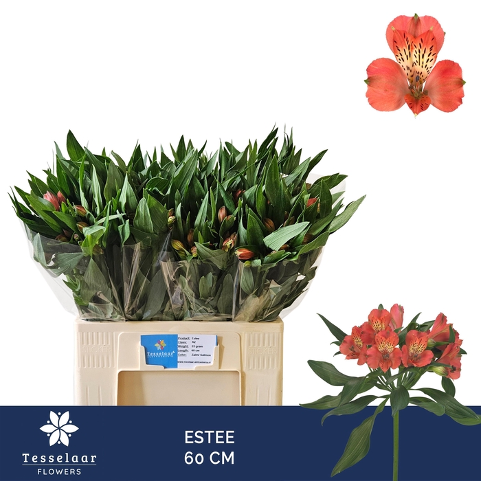 <h4>ALSTR ESTEE</h4>