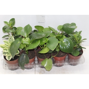 PEPEROMIA VARIADO P12