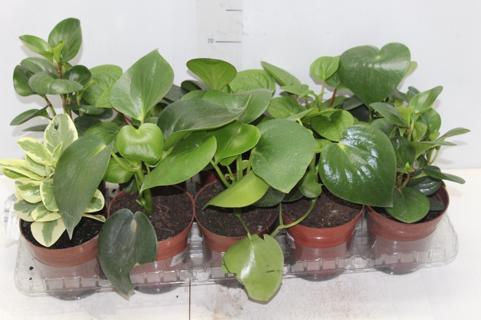 <h4>PEPEROMIA VARIADO P12</h4>