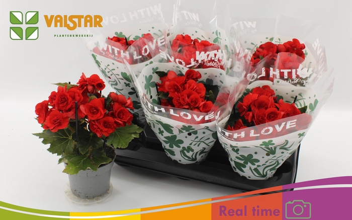 <h4>BEG DU BALADIN</h4>