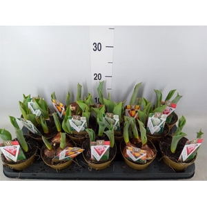 Tulipa   ...mix